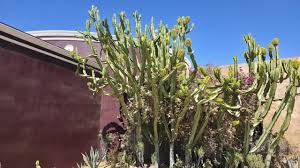 Image result for Euphorbiaceae