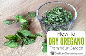 How To Dry Oregano 4 Different Ways Easy Step By Step Guide