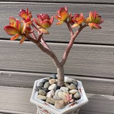 Image result for Crassula rhodesica