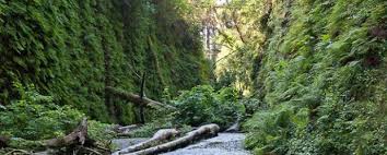 Maybe you would like to learn more about one of these? Gold Bluffs Beach Und Fern Canyon Prairie Creek Redwood State Park Orick California Womo Abenteuer