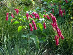 Image result for Berlinia orientalis