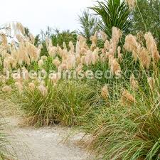 Image result for Solanum richardii