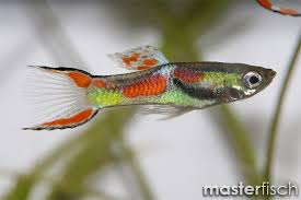 They are prolific breeders and often hybridize with guppies. Endler S Guppy Poecilia Wingei Online Shop