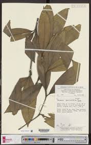 Image result for Dracaena camerooniana