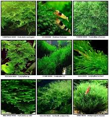 The Beauty Of Underwater Moss Pflanzen Aquarium Aquarium Aquascape Aquarienpflanzen
