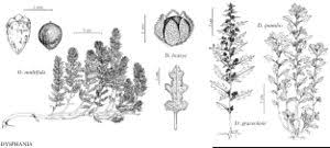 Image result for Dysphania pumilio