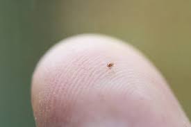 Image result for mite bites on humans