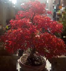 Bonsai Nepal Bonsai Trees Home Facebook