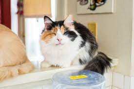How Can I Help My Blind Deaf Cat Cats Large Playpen Dog Door