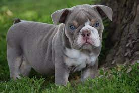 8 Rarest English Bulldog Colors Rarest Org