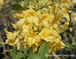 Check spelling or type a new query. Native Plants Shrubs For Sale Georgia Kinsey Family Farm