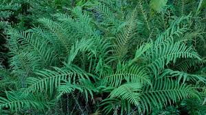 Image result for Thelypteris