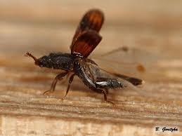 Image result for Blotiella crenata