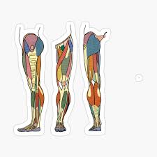 Quad leg muscles anatomy labeled diagram, vector illustration fitness poster. Leg Muscles Labeled Iphone Case Cover By Atlasprints Redbubble