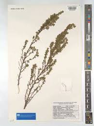 Image result for Cliffortia linearifolia