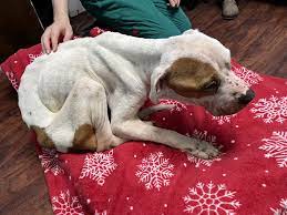 Abandoned Dog Starving in CNY Apartment Rescued Just in Time