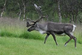Reindeer Wikipedia
