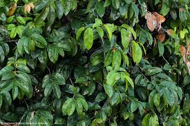 Image result for Artabotrys likimensis