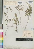 Image result for Pityrogramma argentea