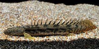 13 Jenis Ikan Hias Palmas Si Ikan Naga Predator Perenang Dasar Aquarium Ikanesia Id Blog Ikan No 1 Di Indonesia