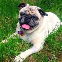 Dogs and puppies cats and kittens horses rabbits birds snakes. Pug Rescue Adoptions
