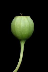 Image result for Helinus integrifolius