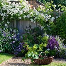Buy shade loving climbing vines for trellises and ground covers. 10 Best Climber Plants For Indian Homes And Gardens Plantdecors Blog