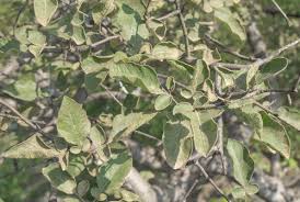 Image result for Lannea asymmetrica