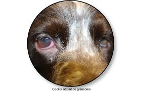 Plus le diagnostic de la tumeur est précoce, meilleur est le pronostic sous traitement. Glaucome Du Chien Symptome Traitement Conseil Veto Illustre Catedog