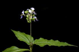 Image result for Aneilema aequinoctiale