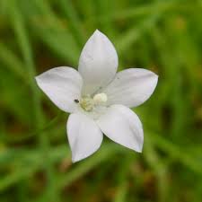 Image result for Wahlenbergia ericoidella