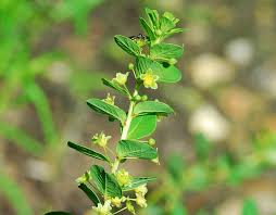 Image result for Isachne buettneri