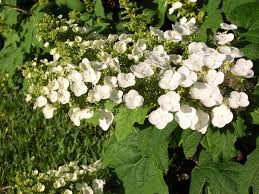 Maybe you would like to learn more about one of these? Hortensias Are Most Common Type Of Hydrangea In East Texas Gardens Lifestyle Tylerpaper Com