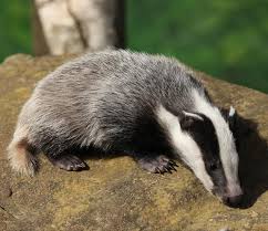 Pin Auf Badgers