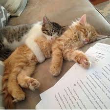 P I N T E R E S T Kyleighrreese Cats Kittens Funny Cute Cats