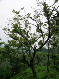 Image result for Eriolaena