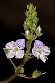 Image result for Veronica abyssinica