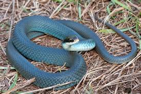 Pin By Katarzyna Kolanko On Snakes Pet Snake Snake Animals