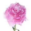 Gch ch camcrest irene at rendezvous. West Hollywood Florist Flower Delivery By West Hollywood Flowers
