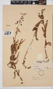 Image result for Aeschynomene tenuirama