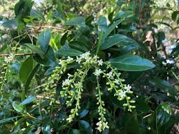 Image result for Citharexylum