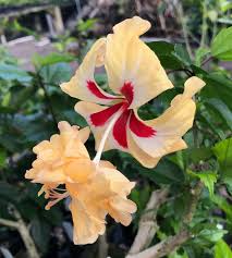 Image result for Hibiscus schizopetalus