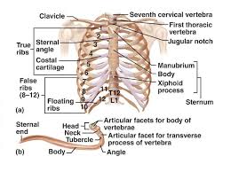 Contributing to their role in protecting they are unique in that they may span one or multiple ribs and become more numerous within the inferior regions of the posterior thoracic wall. Anatomy Of The Cardiovascular System Thoracic Cage Function Structure Anatomy Science Online