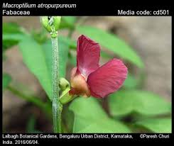 Image result for Macroptilium atropurpureum