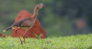 Image result for Sericorema