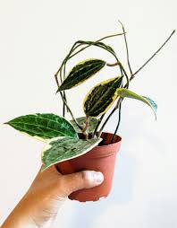 Image result for Mostuea microphylla