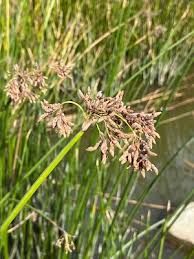 Image result for Schoenoplectiella articulata
