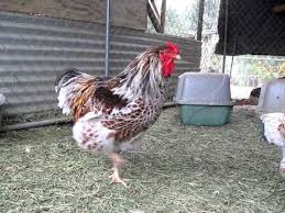 Buy blue laced wyandotte and get the best deals at the lowest prices on ebay! Splash Blue Laced Red Wyandotte Rooster Youtube