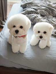 baby animal pics on twitter bichon frise puppy bichon dog baby animals