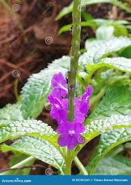 Image result for Stachytarpheta urticifolia